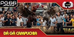 Đá Gà Campuchia
